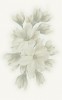 А6А301 Декор Verdelato Magnolia 25х40