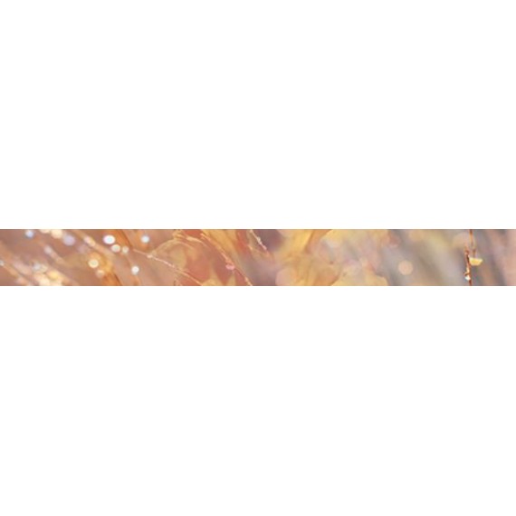 Керамическая плитка Бордюр Flowers B400D205 40х4,5