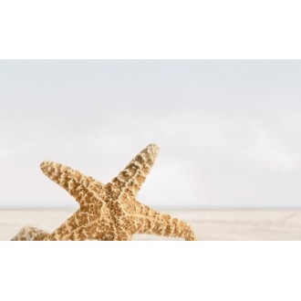 В41331 Саммер Стоун бежевый декор Holiday 3 25x40