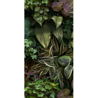 4100152 Jane B 50x100