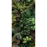 4100153 Jane C 50x100