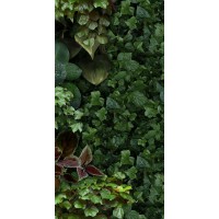 4100154 Jane D 50x100