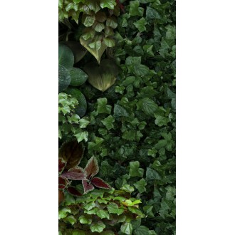 4100154 Jane D 50x100