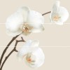 Плитка Декор ORQUIDEA C5 (комплект 3 шт 25x75)