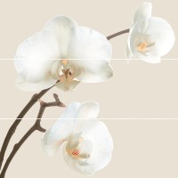 Плитка Декор ORQUIDEA C5 (комплект 3 шт 25x75)