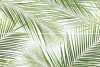 Brennero Tropic (2) 50x75