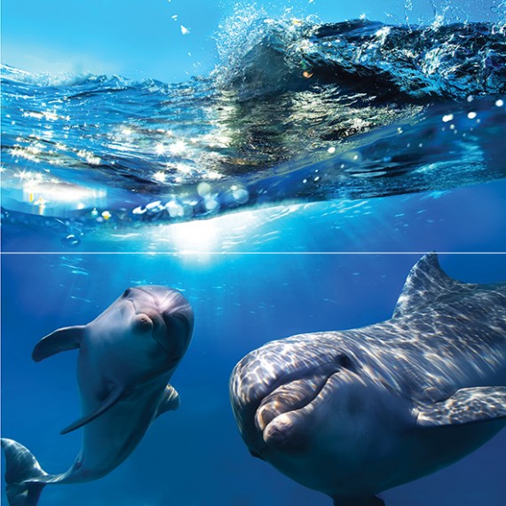 Керамическая плитка Панно Dolphins 50x50