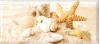 336763 Легенда Seashells 20x45