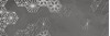 DEC DEBOD CARBON B 25x75