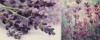 Плитка Decor DREAMS B 20x50