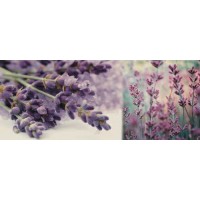 Плитка Decor DREAMS B 20x50