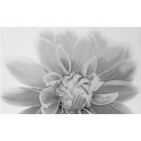 010301001886 Плитка Камелия чёрный декор 03 25х40