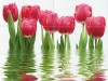 06-01-1-64-04-21-160-0 Плитка Панно Тюльпаны 100x75