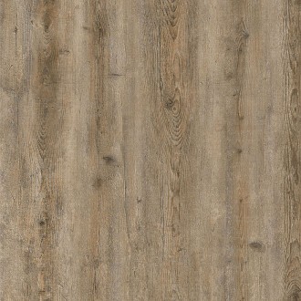 7701 Дуб кофейный