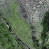 Amazona Jade Leviglass 120x120