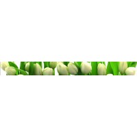 Arco TULIPANY 6х60