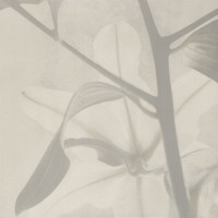 CONCRETE 1D 59,8x59,8