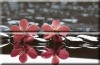 Composicion Wellness 02 Red 30x45 (комплект 2шт)