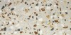 Crisp XL Beige Pulido Rect 59x119