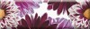 Decor Flowers 01 15x45