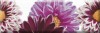 Decor Flowers 02 15x45