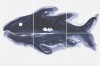 IL PESCE CELESTE set 6 60X40