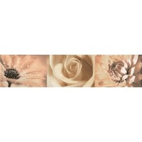 Maxima Brown 2 44,8x10