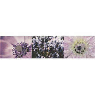 Maxima Violet 2 44,8x10