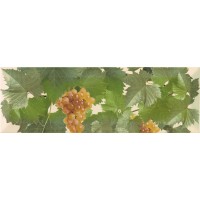 Moscatel crema 1 10x30