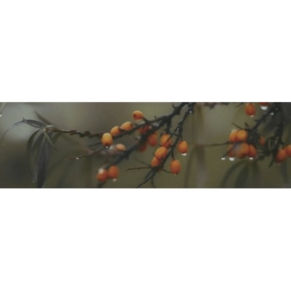 Ступени OS/A118/9016 Плитка Тракай глянцевый 8.5x28.5