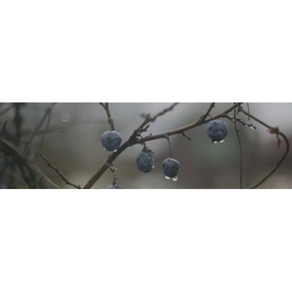 Ступени OS/A120/9016 Плитка Тракай глянцевый 8.5x28.5