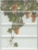 Panno Moscatel Blanco 40x30